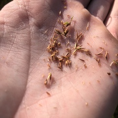 Rhynchospora gracilenta