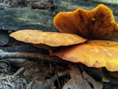 Gymnopilus junonius