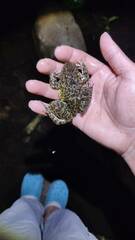 Hoplobatrachus chinensis