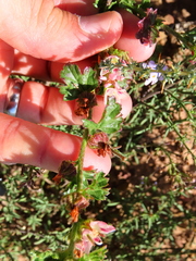 Anisodontea scabrosa
