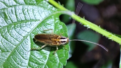 Blattella