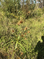 Rhynchospora macrostachya