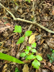 Xanthorhiza simplicissima