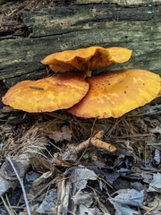 Gymnopilus junonius