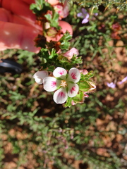 Anisodontea scabrosa