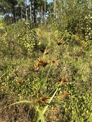 Rhynchospora macrostachya