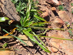 Chlorophytum graminifolium