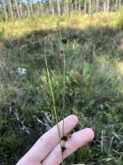 Rhynchospora capitellata