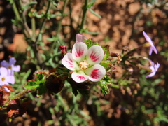 Anisodontea scabrosa