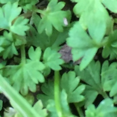 Alchemilla australis