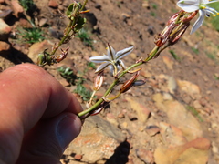 Chlorophytum graminifolium