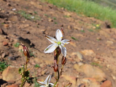 Chlorophytum graminifolium