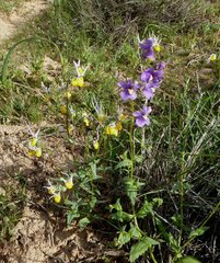 Nemesia leipoldtii