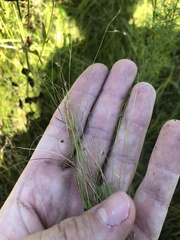 Rhynchospora rariflora