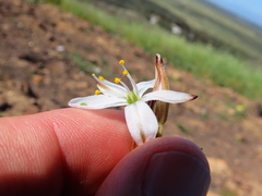 Chlorophytum graminifolium