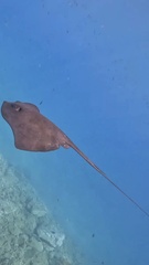 Pteroplatytrygon violacea