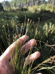 Eleocharis brittonii