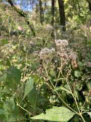 Ageratina altissima