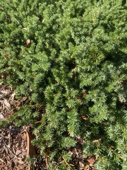 Juniperus communis