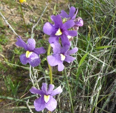 Nemesia leipoldtii