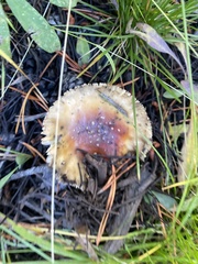 Amanita muscaria flavivolvata