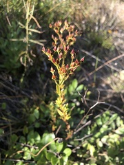 Hypericum cistifolium