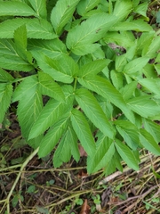Angelica atropurpurea