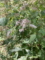 Ageratina altissima
