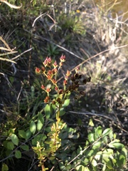 Hypericum cistifolium