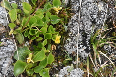 Viola