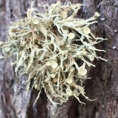 Ramalina fastigiata