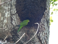 Eupsittula nana