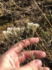 Eupatorium leucolepis