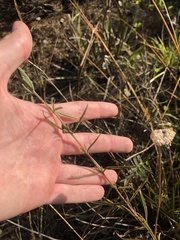 Eupatorium leucolepis