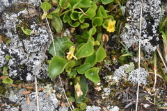Viola