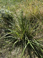 Eragrostis spectabilis