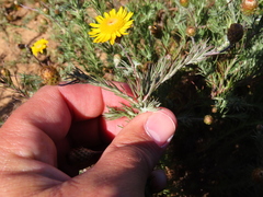 Leysera gnaphalodes