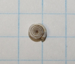 Bathyomphalus contortus