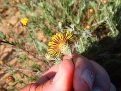 Leysera gnaphalodes