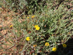 Leysera gnaphalodes