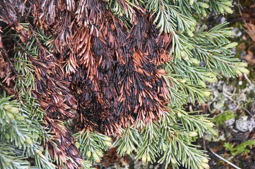 Brown Felt Blight