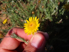 Leysera gnaphalodes