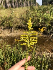 Solidago latissimifolia