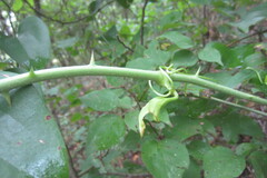 Smilax