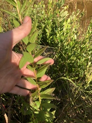 Solidago latissimifolia