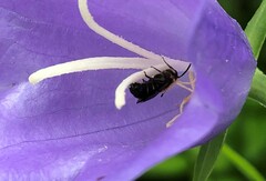 Chelostoma rapunculi