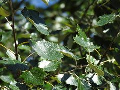 Populus × canescens