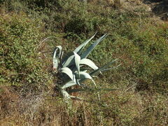 Agave americana