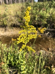 Solidago latissimifolia