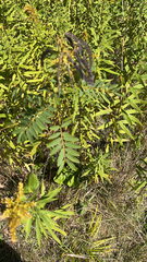 Senna hebecarpa
